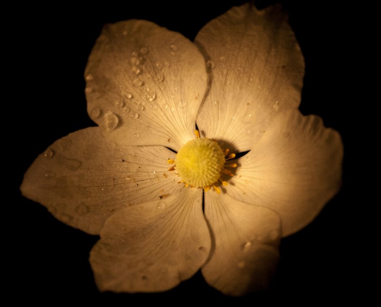 Anemone