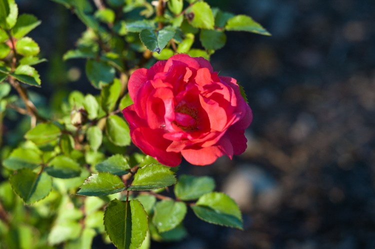 DSC_0031