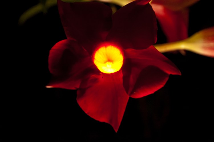 Mandevilla