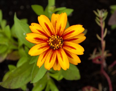 Zinnia