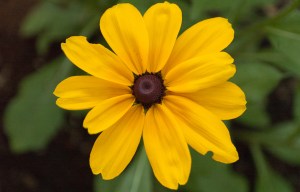 Rudbekia Hirta