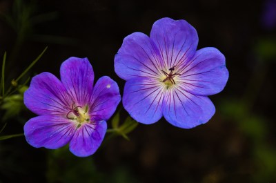 Hardy Geranium