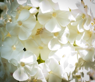 Phlox (David)