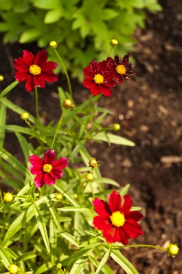 Coreopsis (Moonbeam)