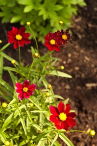 Coreopsis (Moonbeam)