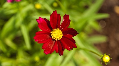 Coreopsis (Moonbeam)
