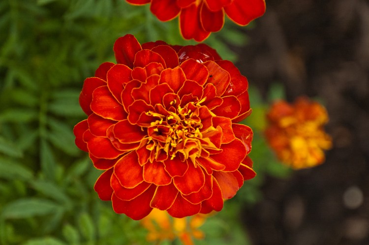 DSC_0091