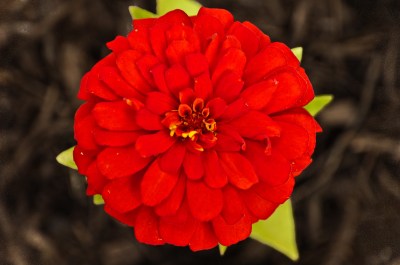 Zinnia