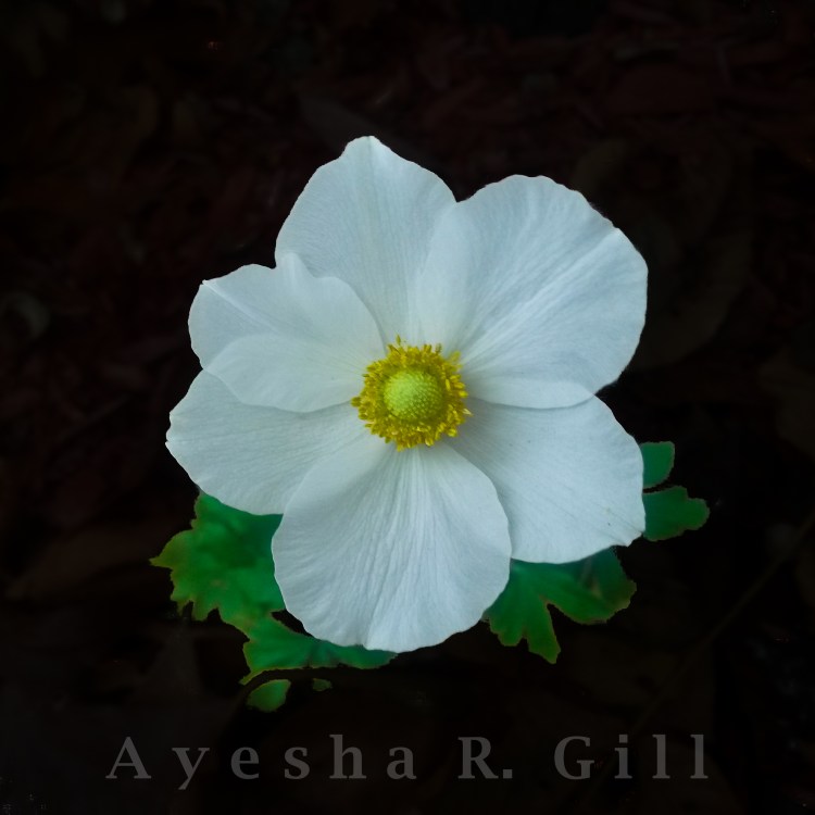 Anemone II