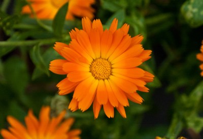 La Fleur Avec Moi Nom