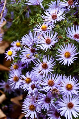 Aster Ice
