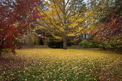 Frelinghuysen Arboretum
