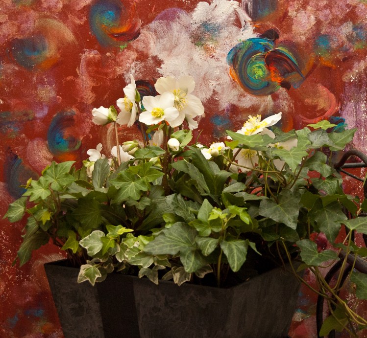 Christmas Rose I